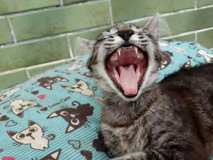 Gato ra a Srd idade 2 a 6 meses nome Avelã