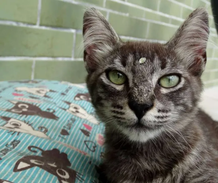Gato ra a Srd idade 2 a 6 meses nome Avelã