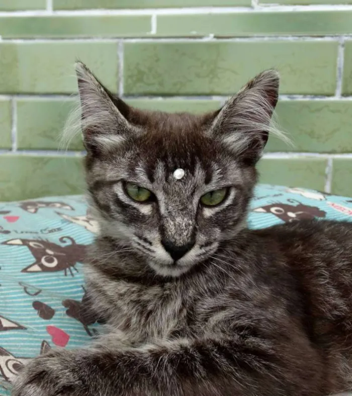 Gato ra a Srd idade 2 a 6 meses nome Avelã