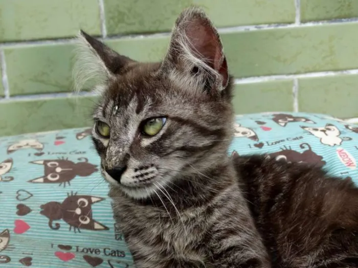 Gato ra a Srd idade 2 a 6 meses nome Avelã