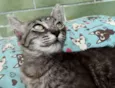 Avelã
