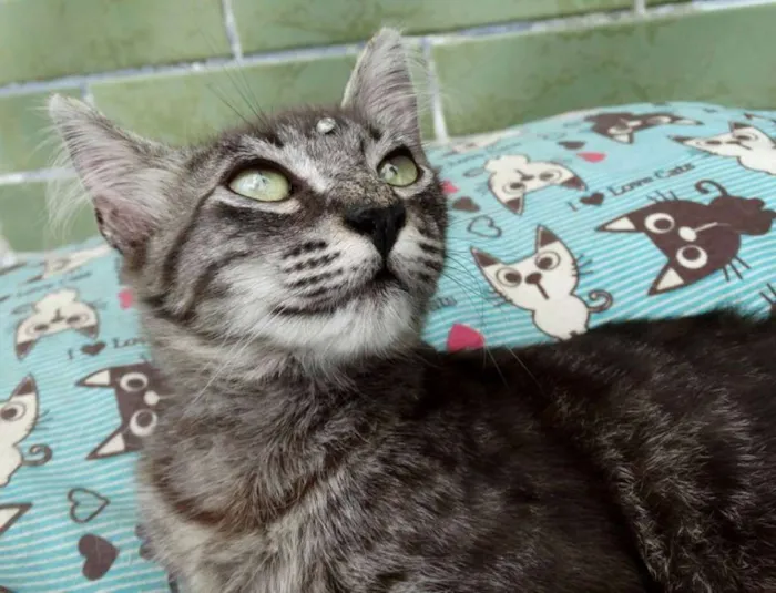 Gato ra a Srd idade 2 a 6 meses nome Avelã