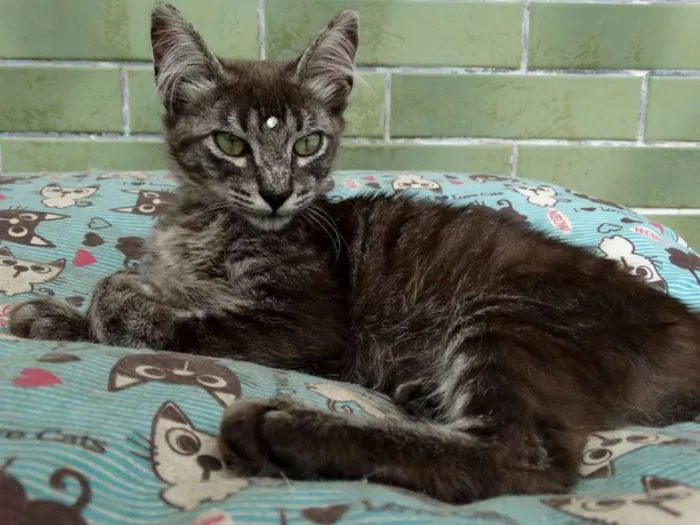 Gato ra a Srd idade 2 a 6 meses nome Avelã
