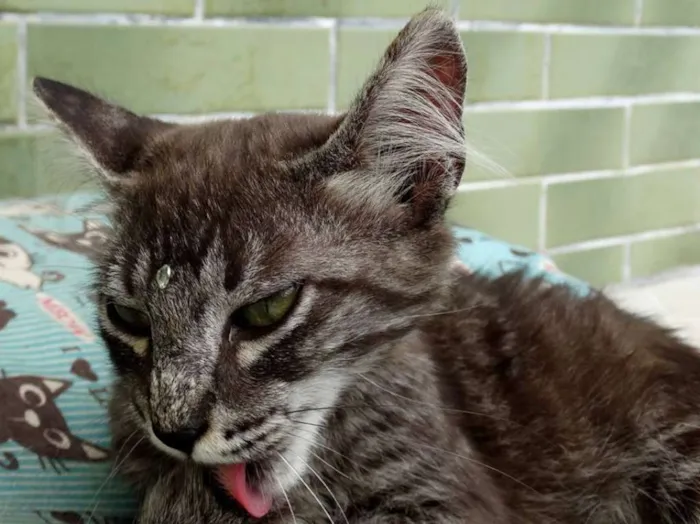 Gato ra a Srd idade 2 a 6 meses nome Avelã