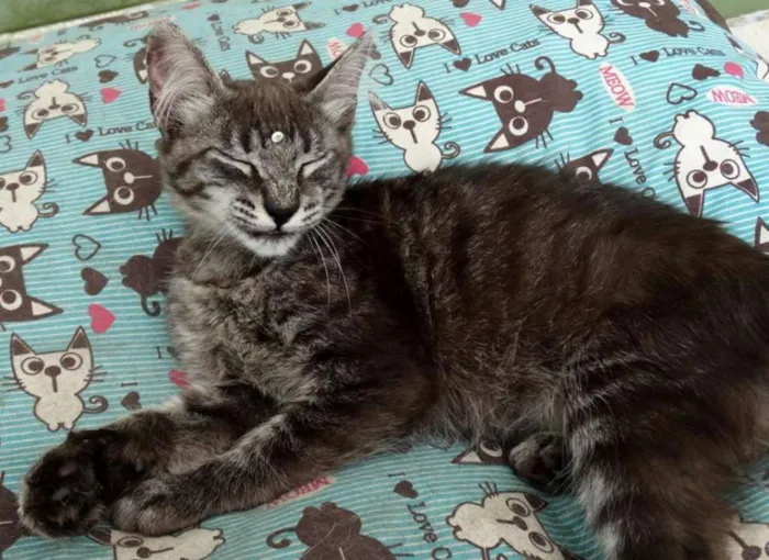 Gato ra a Srd idade 2 a 6 meses nome Avelã