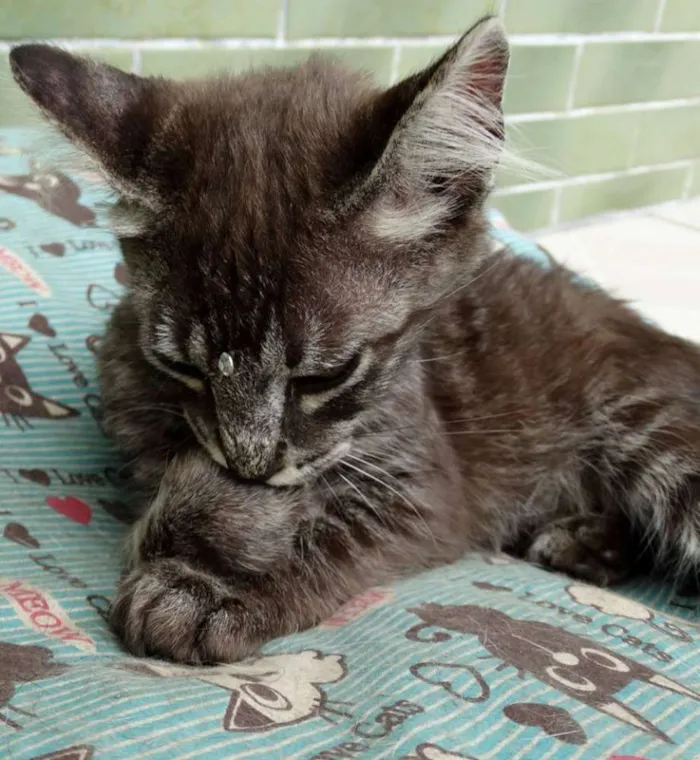Gato ra a Srd idade 2 a 6 meses nome Avelã