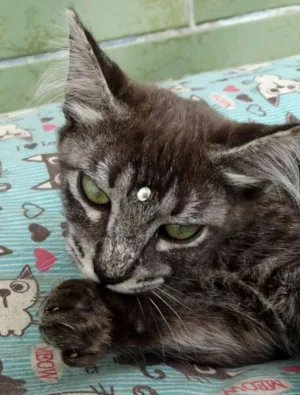 Gato raça Srd idade 2 a 6 meses nome Avelã