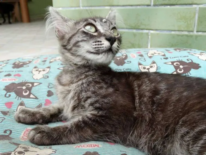 Gato ra a Srd idade 2 a 6 meses nome Avelã