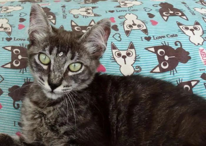 Gato ra a Srd idade 2 a 6 meses nome Avelã