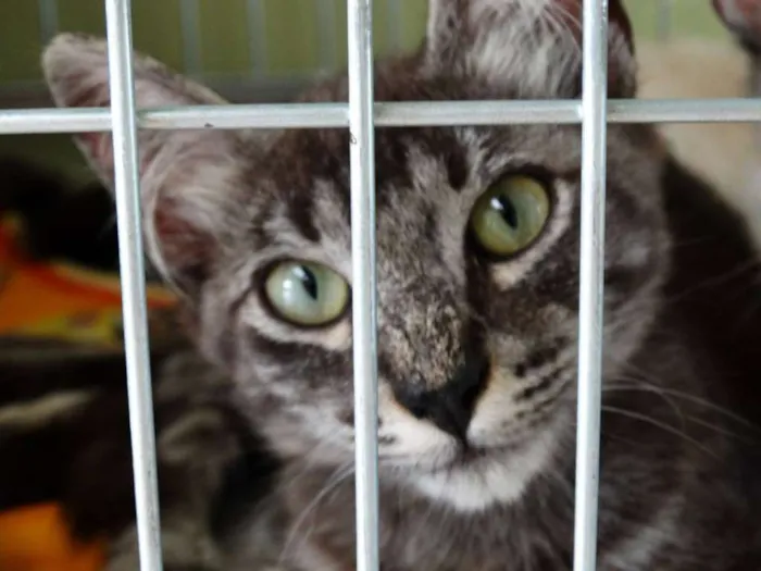 Gato ra a Srd idade 2 a 6 meses nome Avelã