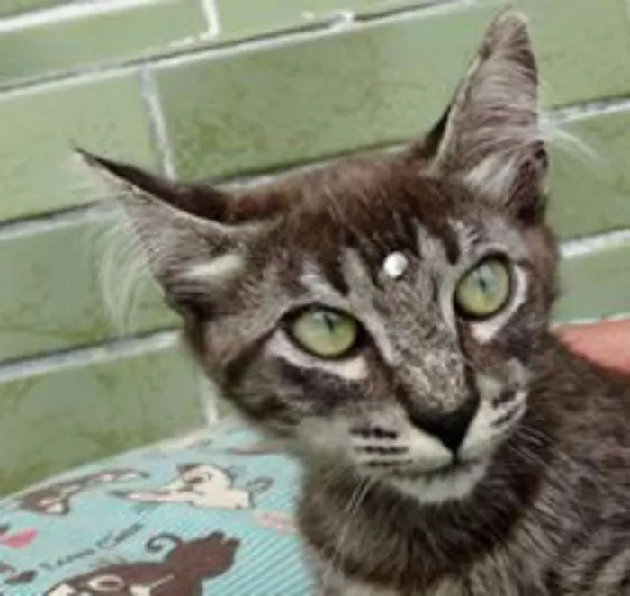 Gato ra a Srd idade 2 a 6 meses nome Avelã