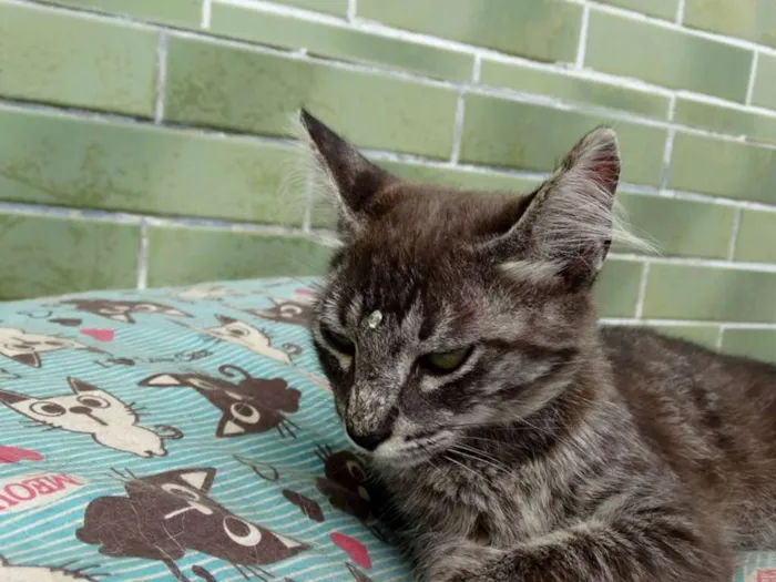 Gato ra a Srd idade 2 a 6 meses nome Avelã