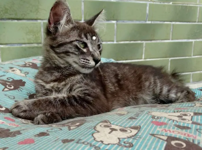 Gato ra a Srd idade 2 a 6 meses nome Avelã