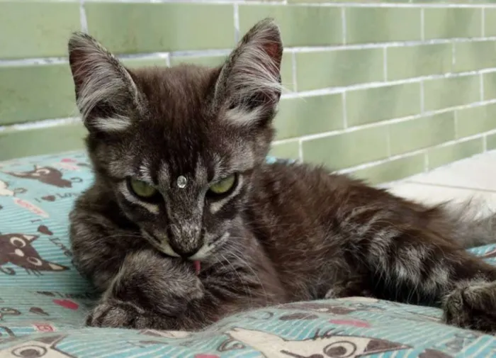 Gato ra a Srd idade 2 a 6 meses nome Avelã