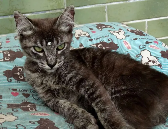 Gato ra a Srd idade 2 a 6 meses nome Avelã
