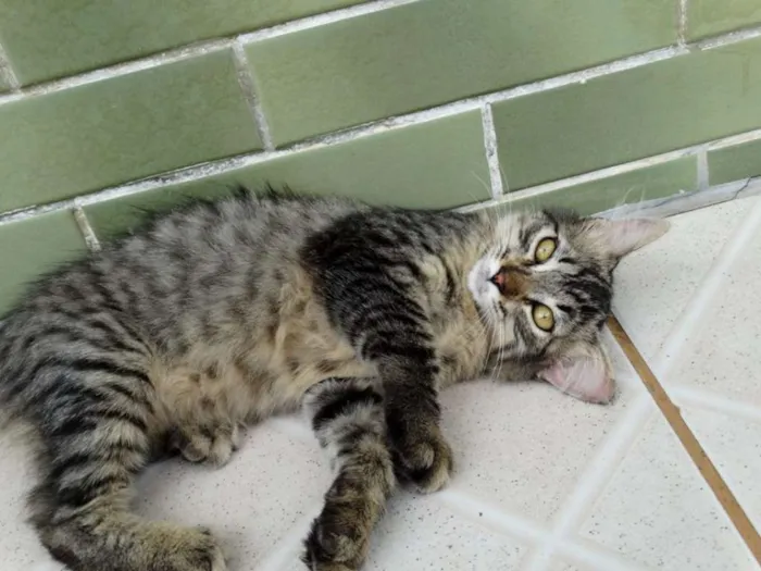 Gato ra a SRD idade 2 a 6 meses nome Raja