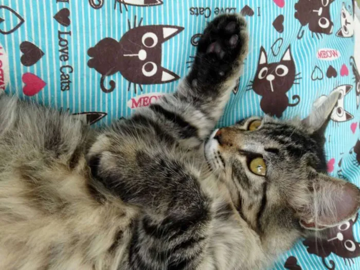 Gato ra a SRD idade 2 a 6 meses nome Raja