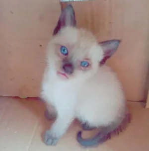 Gato raça Siamês idade 2 a 6 meses nome Sem nome