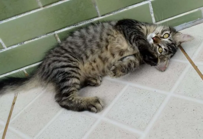 Gato ra a SRD idade 2 a 6 meses nome Raja