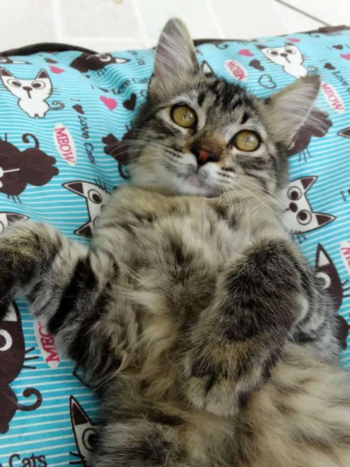 Gato ra a SRD idade 2 a 6 meses nome Raja
