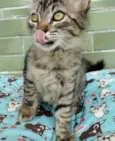 Raja