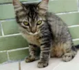 Raja