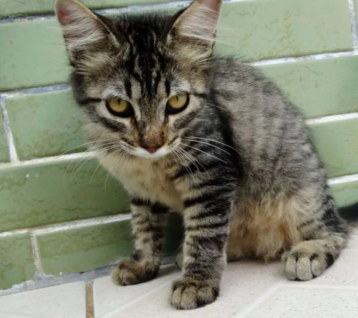 Gato ra a SRD idade 2 a 6 meses nome Raja