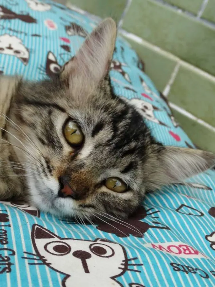 Gato ra a SRD idade 2 a 6 meses nome Raja