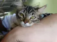 Raja