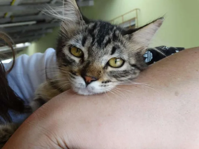 Gato ra a SRD idade 2 a 6 meses nome Raja