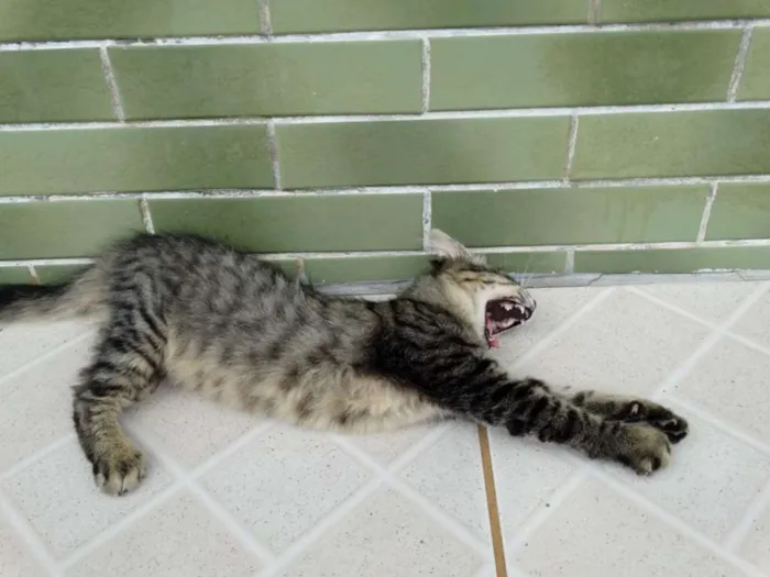 Gato ra a SRD idade 2 a 6 meses nome Raja
