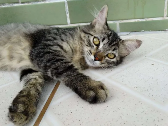 Gato ra a SRD idade 2 a 6 meses nome Raja