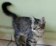 Raja