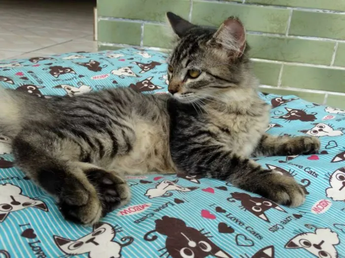 Gato ra a SRD idade 2 a 6 meses nome Raja