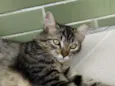 Raja