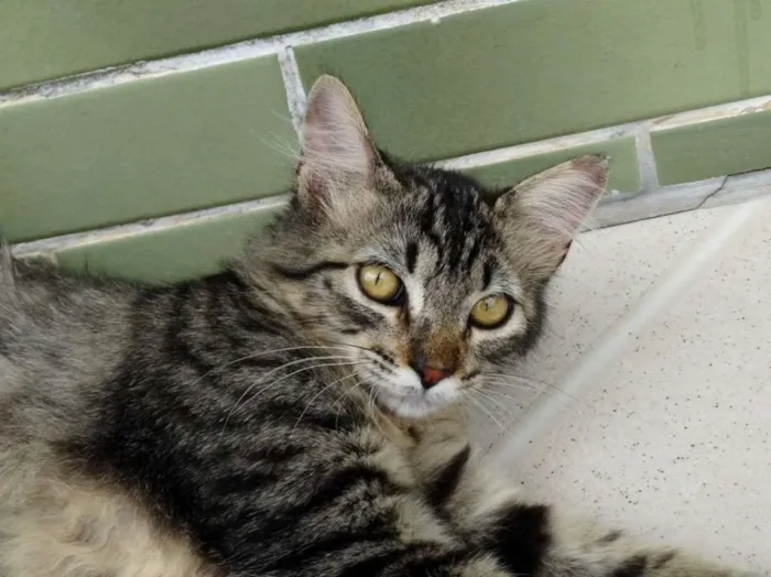 Gato ra a SRD idade 2 a 6 meses nome Raja