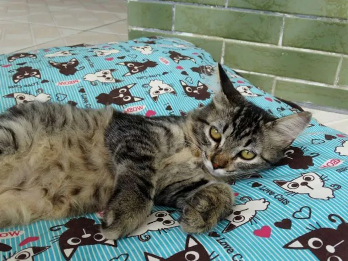 Gato ra a SRD idade 2 a 6 meses nome Raja