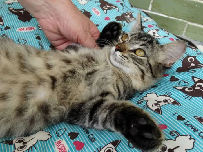 Gato ra a SRD idade 2 a 6 meses nome Raja