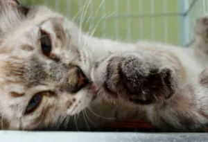 Gato raça SRD idade 2 a 6 meses nome Snow
