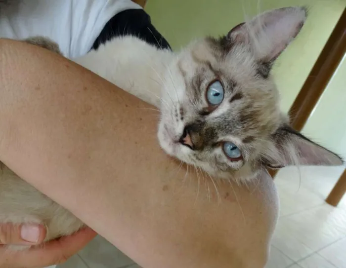 Gato ra a SRD idade 2 a 6 meses nome Snow