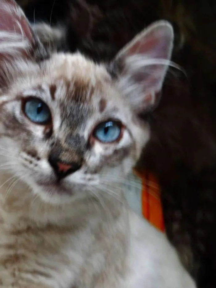 Gato ra a SRD idade 2 a 6 meses nome Snow