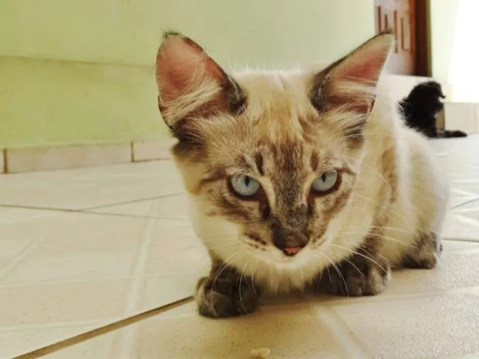 Gato ra a SRD idade 2 a 6 meses nome Snow