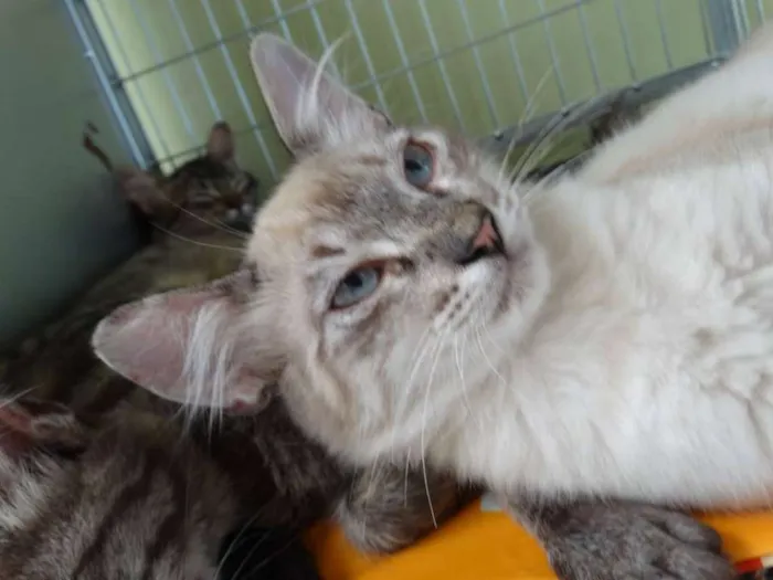 Gato ra a SRD idade 2 a 6 meses nome Snow