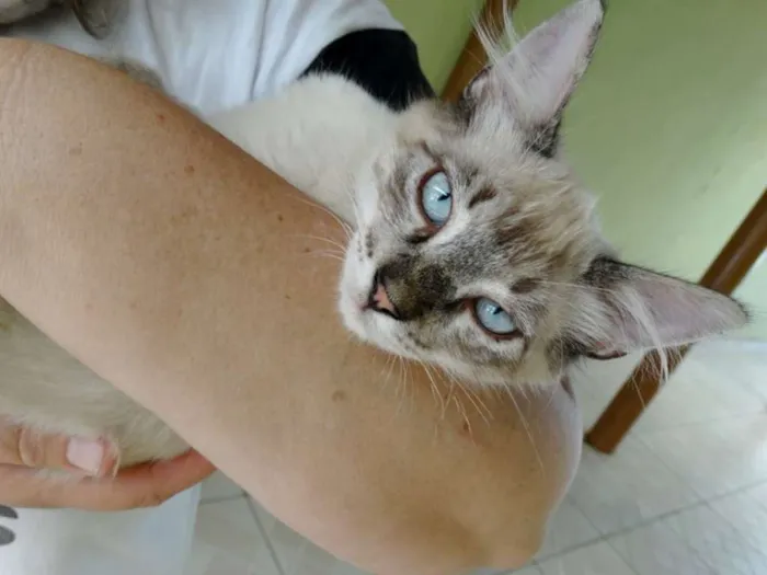 Gato ra a SRD idade 2 a 6 meses nome Snow