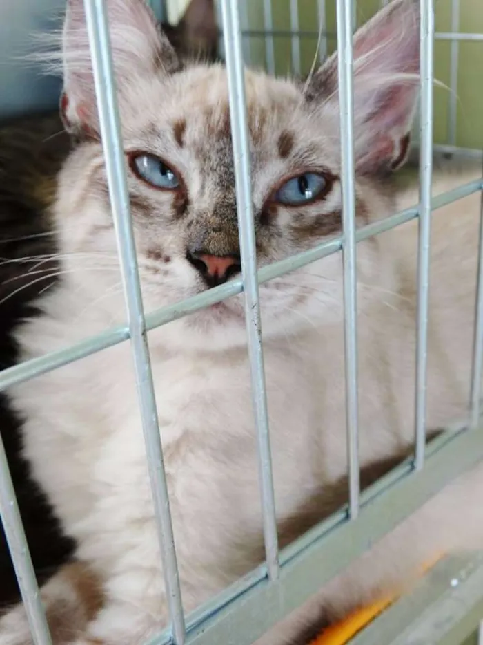 Gato ra a SRD idade 2 a 6 meses nome Snow