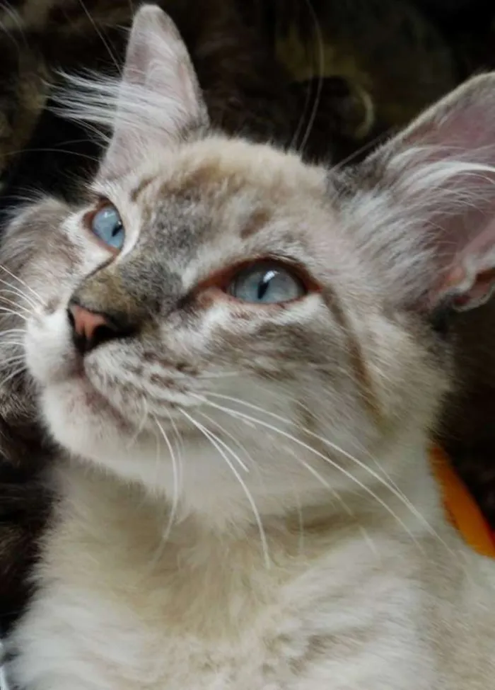 Gato ra a SRD idade 2 a 6 meses nome Snow