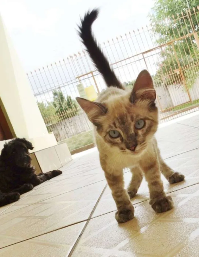 Gato ra a SRD idade 2 a 6 meses nome Snow