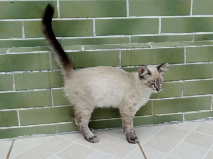 Gato ra a SRD idade 2 a 6 meses nome Snow