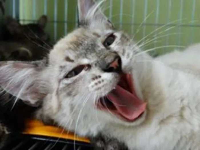 Gato ra a SRD idade 2 a 6 meses nome Snow