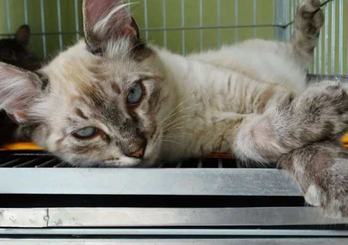 Gato ra a SRD idade 2 a 6 meses nome Snow